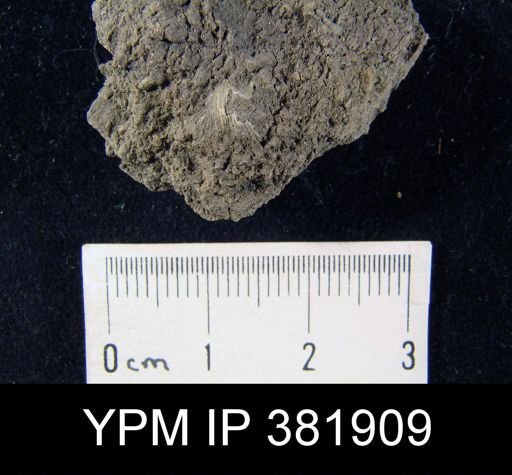 Chonetes sp.