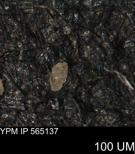 Spirolocammina sp.