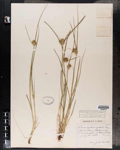 Carex