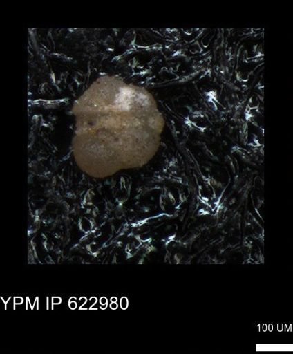 undet. Foraminiferida