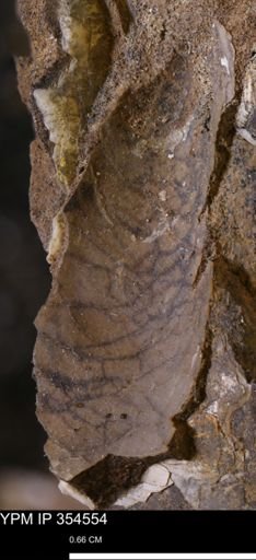 Pseudoptera subtortuosa