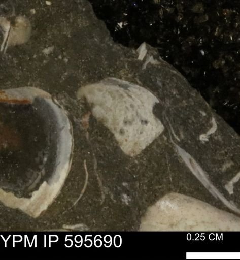 Protocardia sp.