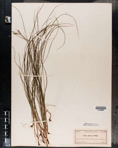 Carex