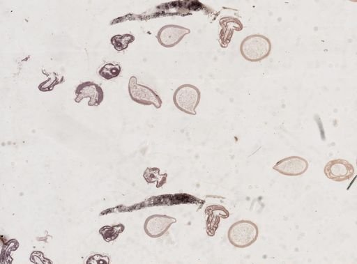Apis mellifera