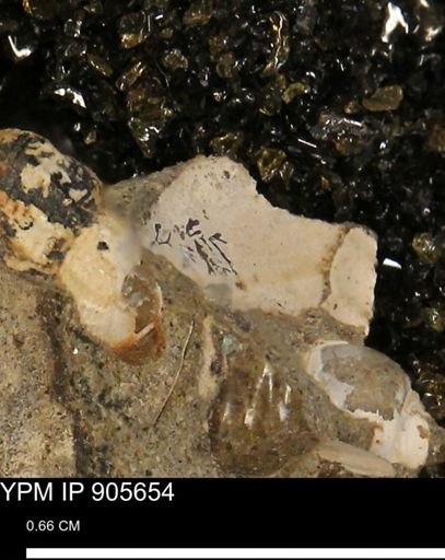 undet. Mollusca