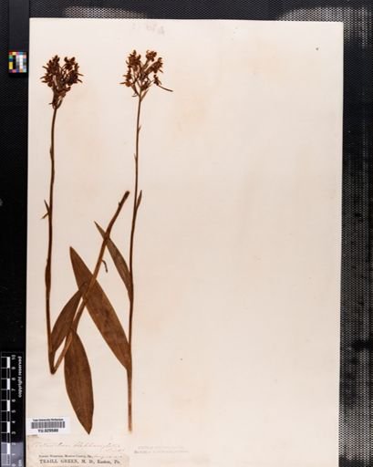 Habenaria