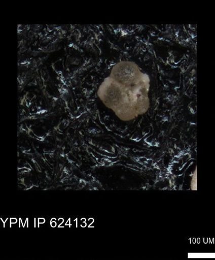 undet. Rugoglobigerinidae