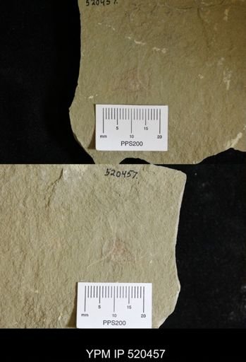 Problematica