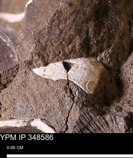 undet. Mollusca