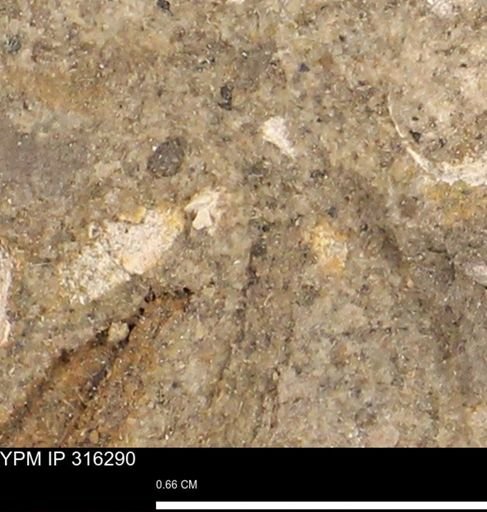 undet. Mollusca