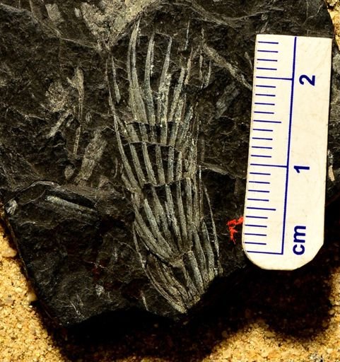 Asterophyllites sp.