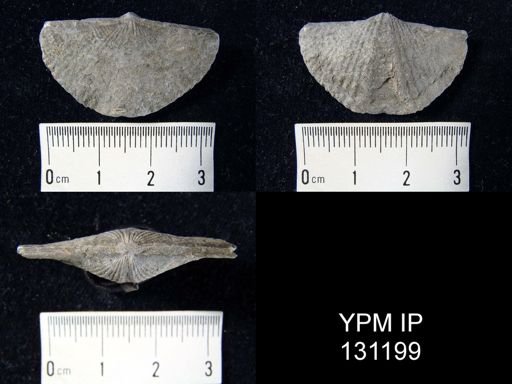 Mucrospirifer pennatus