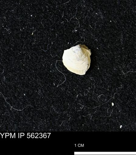 Limopsis striatopunctatus
