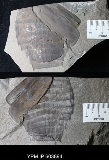 Eurypterus dekayi