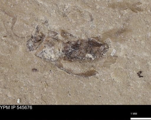 undet. Insecta
