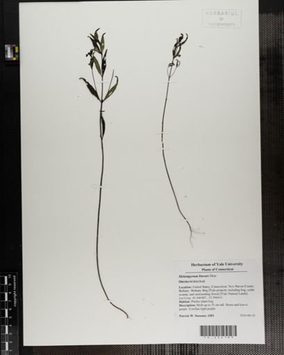 Melampyrum lineare