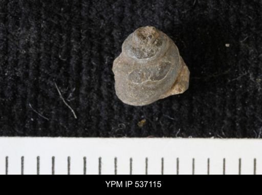 Viviparus montanaensis