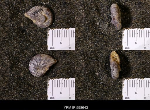 Scaphites sp.