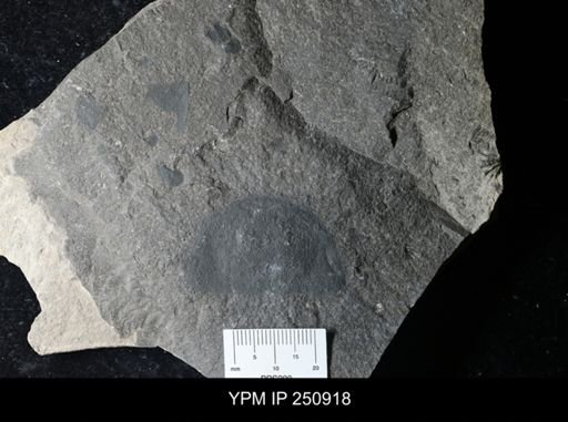 undet. Eurypterida