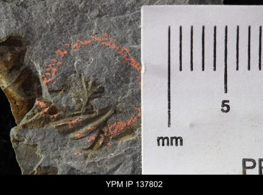 Eocystites primaevus