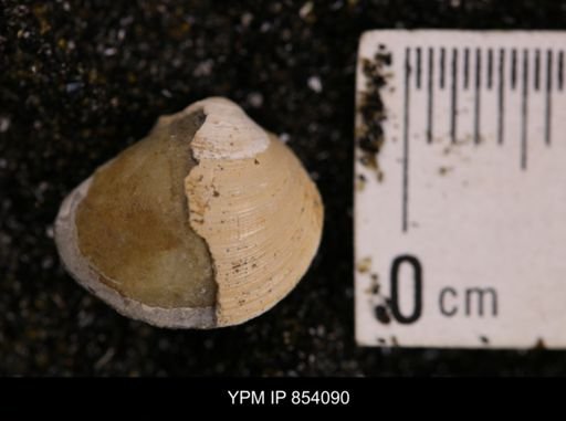 Limopsis striatopunctatus