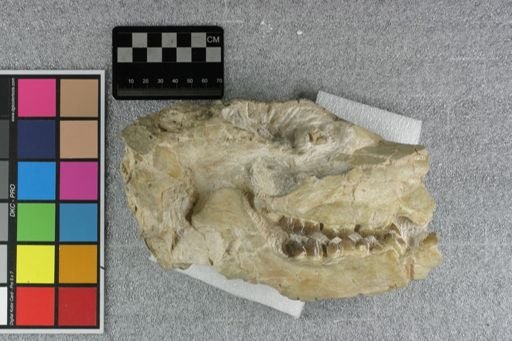 Entelodontidae