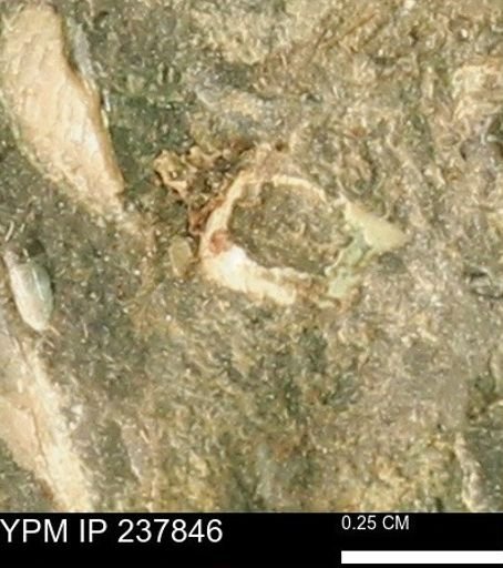 Limopsis striatopunctatus