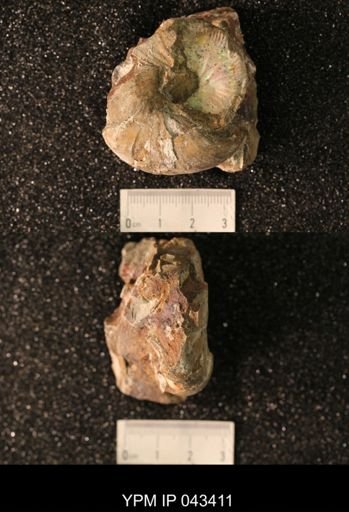 Hoploscaphites nicolletii
