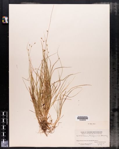 Carex trisperma