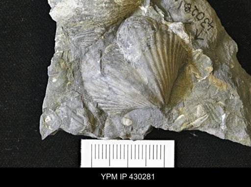 Spinocyrtia granulosa