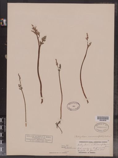 Botrychium