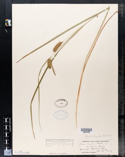 Carex lurida