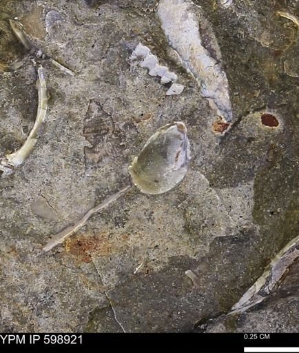 undet. Mollusca