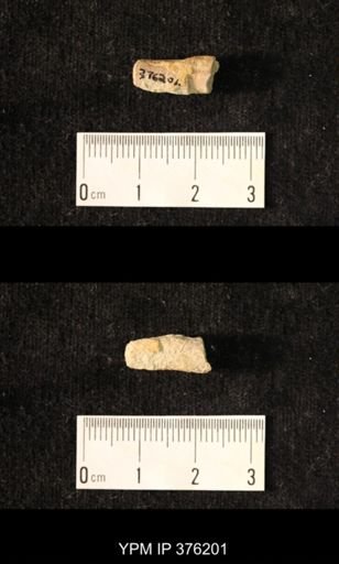 Pseudorthoceras knoxense