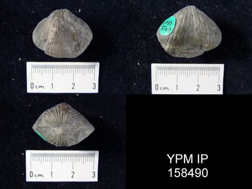 Camarotoechia glacialis parva