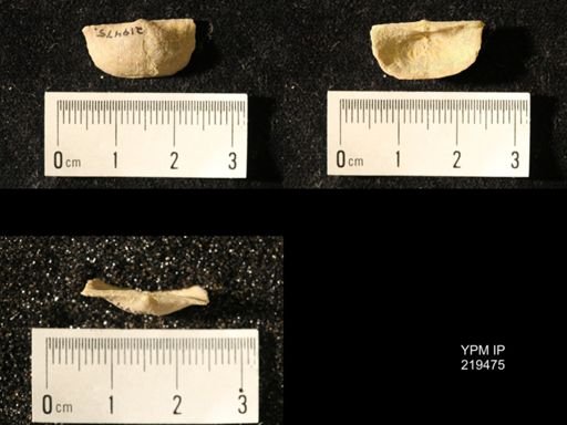 Chonetes granulifer