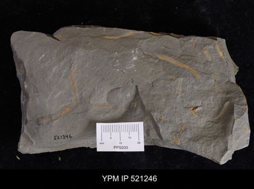 undet. Ichnofossil