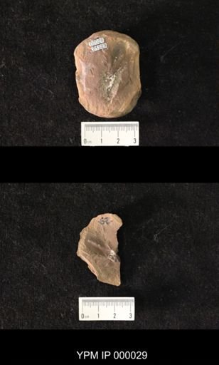Spaniodera parvula