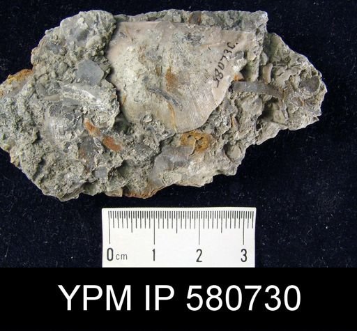 Strophomena septata?