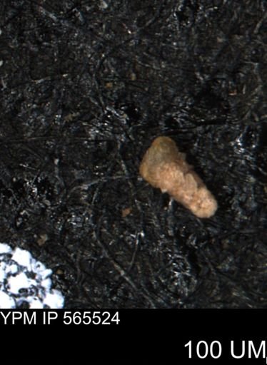 Verneuilina canadensis