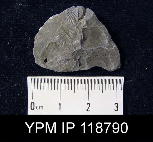 Camarotoechia rossbrookensis