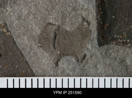 undet. Eurypterida