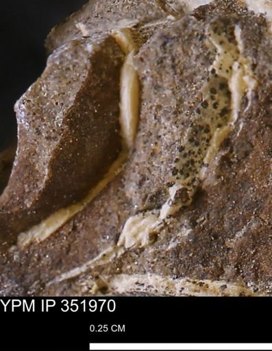 undet. Mollusca