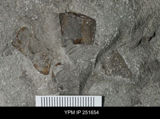 undet. Eurypterida