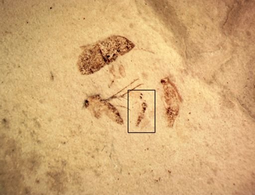 undet. Insecta