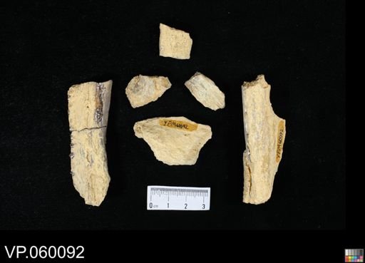 Protosphyraena sp.