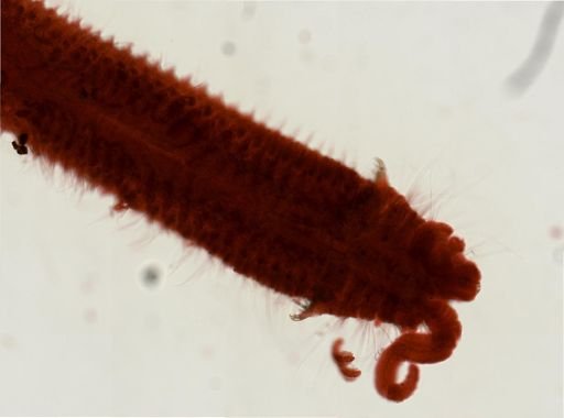 Polydora