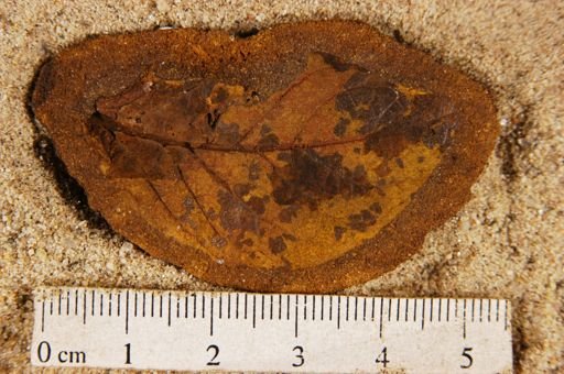 Angiospermopsida