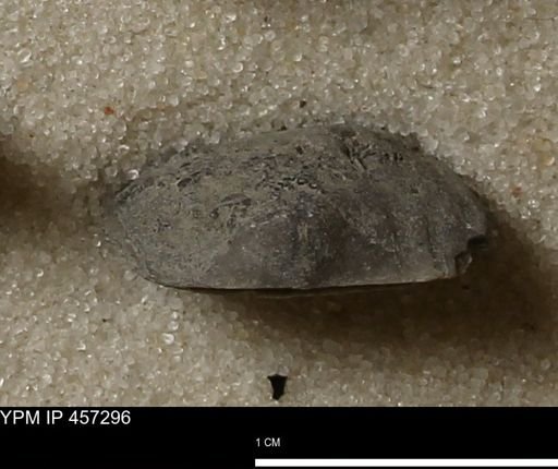 Pholidostrophia iowaensis