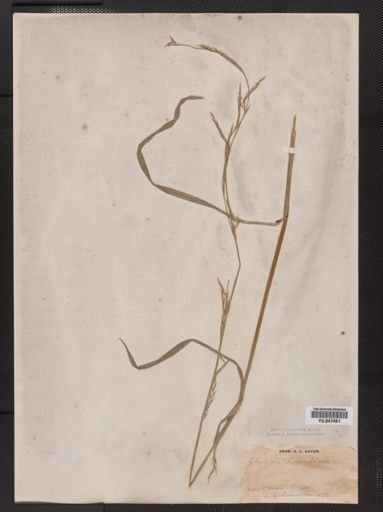 Glyceria acutiflora